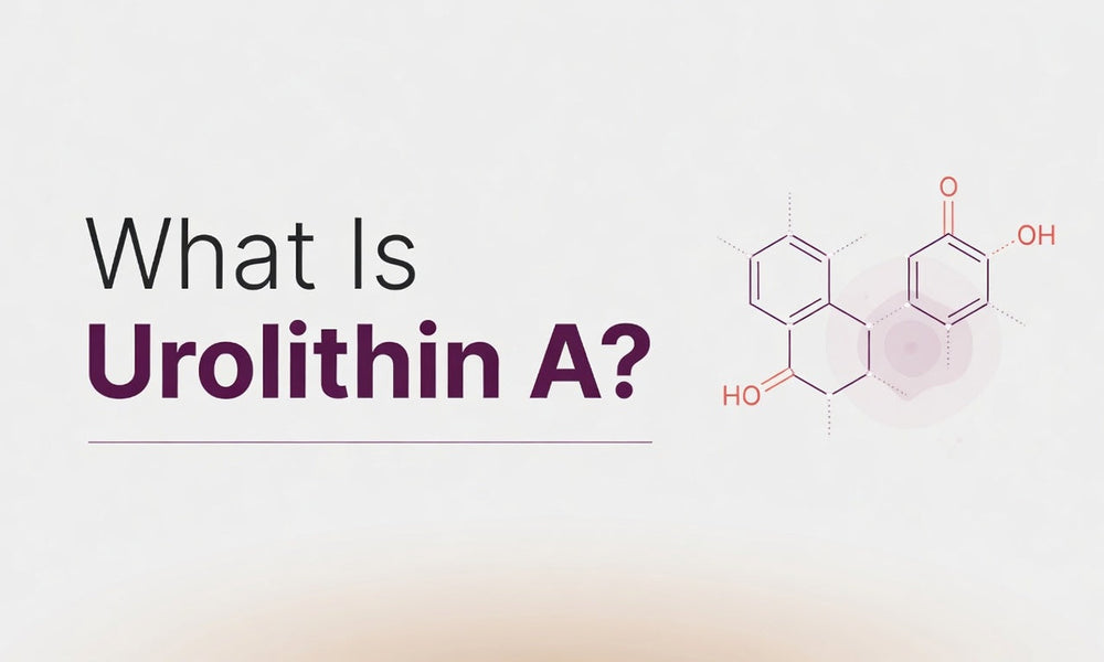 What Is Urolithin A? An Honest Look at the Mitophagy Supplement