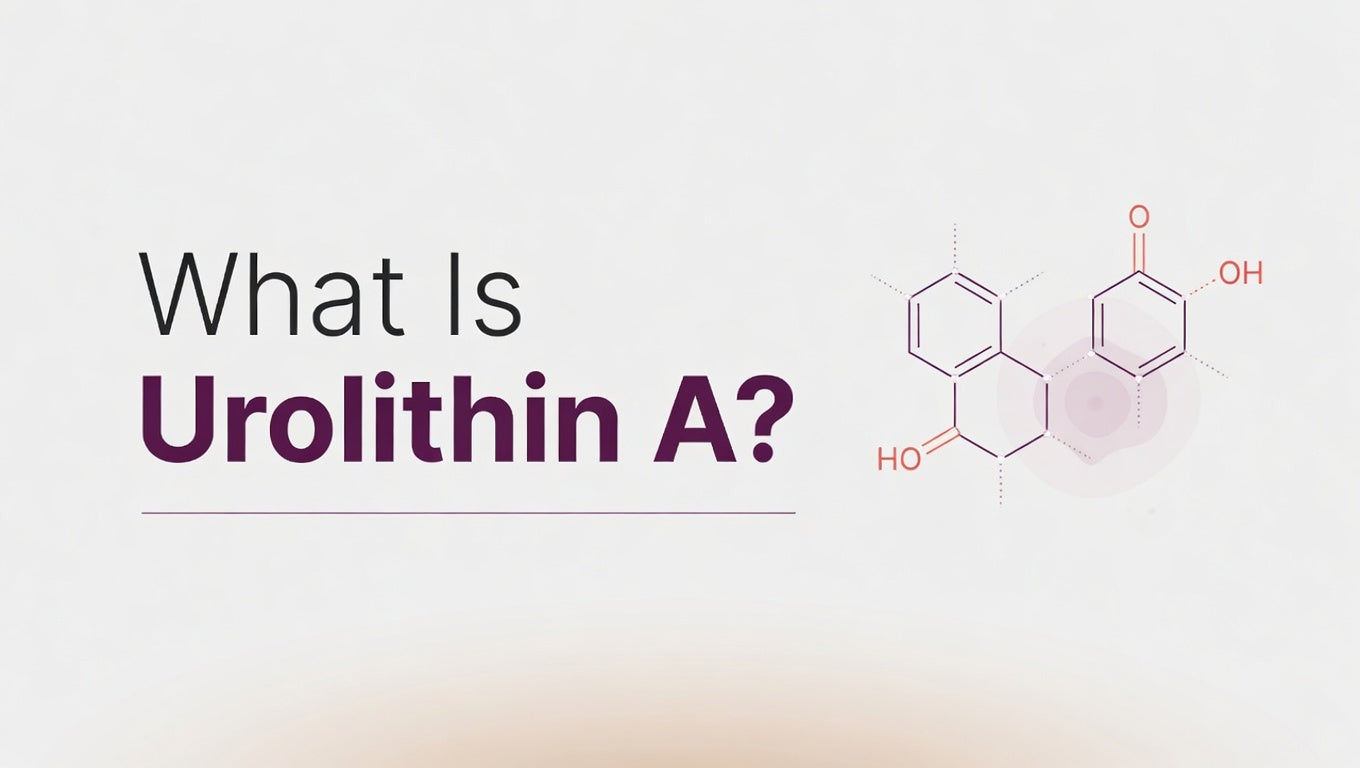 What Is Urolithin A?