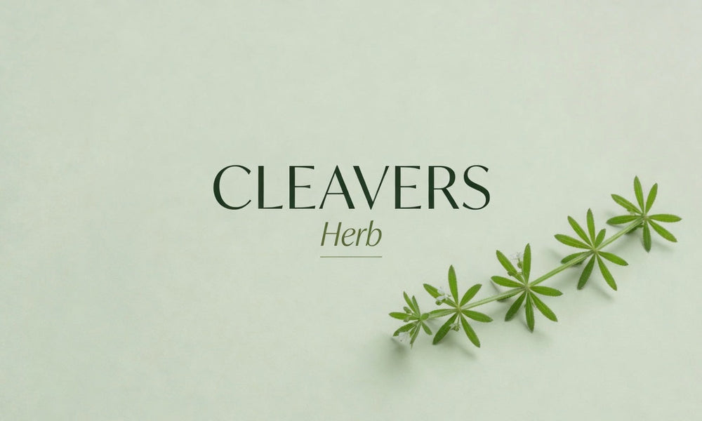 What Is Cleavers Herb? An Honest Look at the Lymphatic Marketing