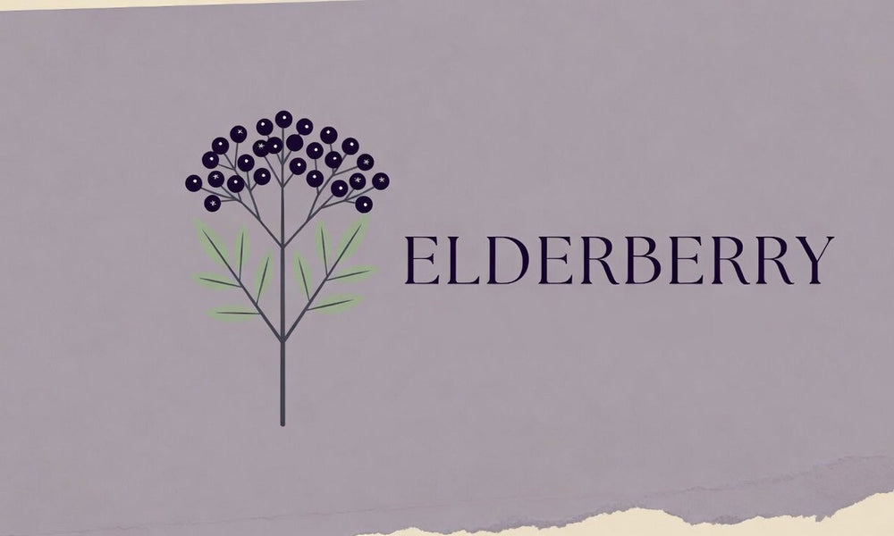Elderberry  - The Immunity Herb