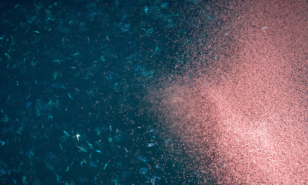 Krill Oil May Make You Live Longer