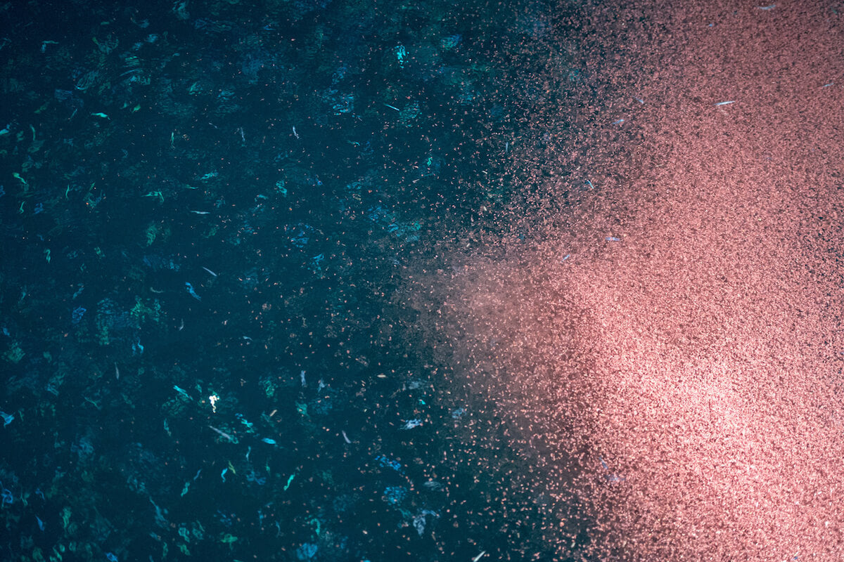 Krill Oil May Make You Live Longer
