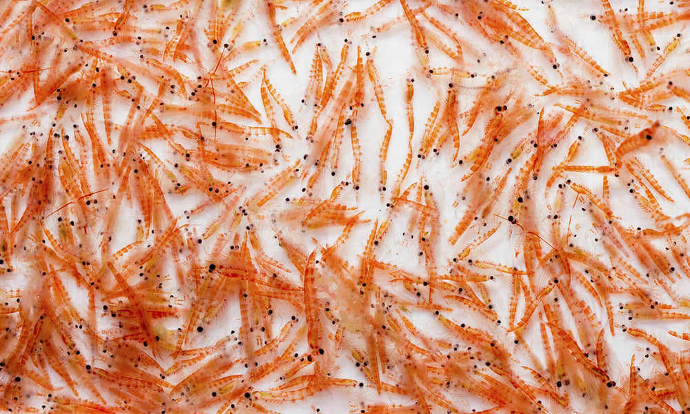 Krill Oil May Boost Muscle Growth