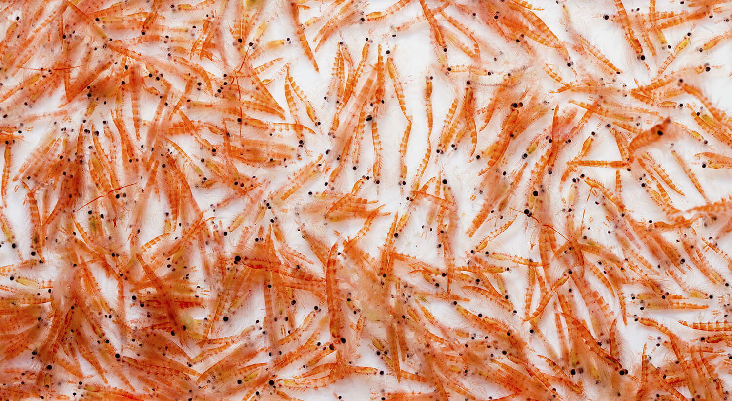 Krill Oil May Boost Muscle Growth