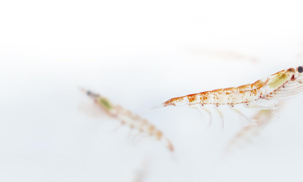 Krill Oil vs Fish Oil